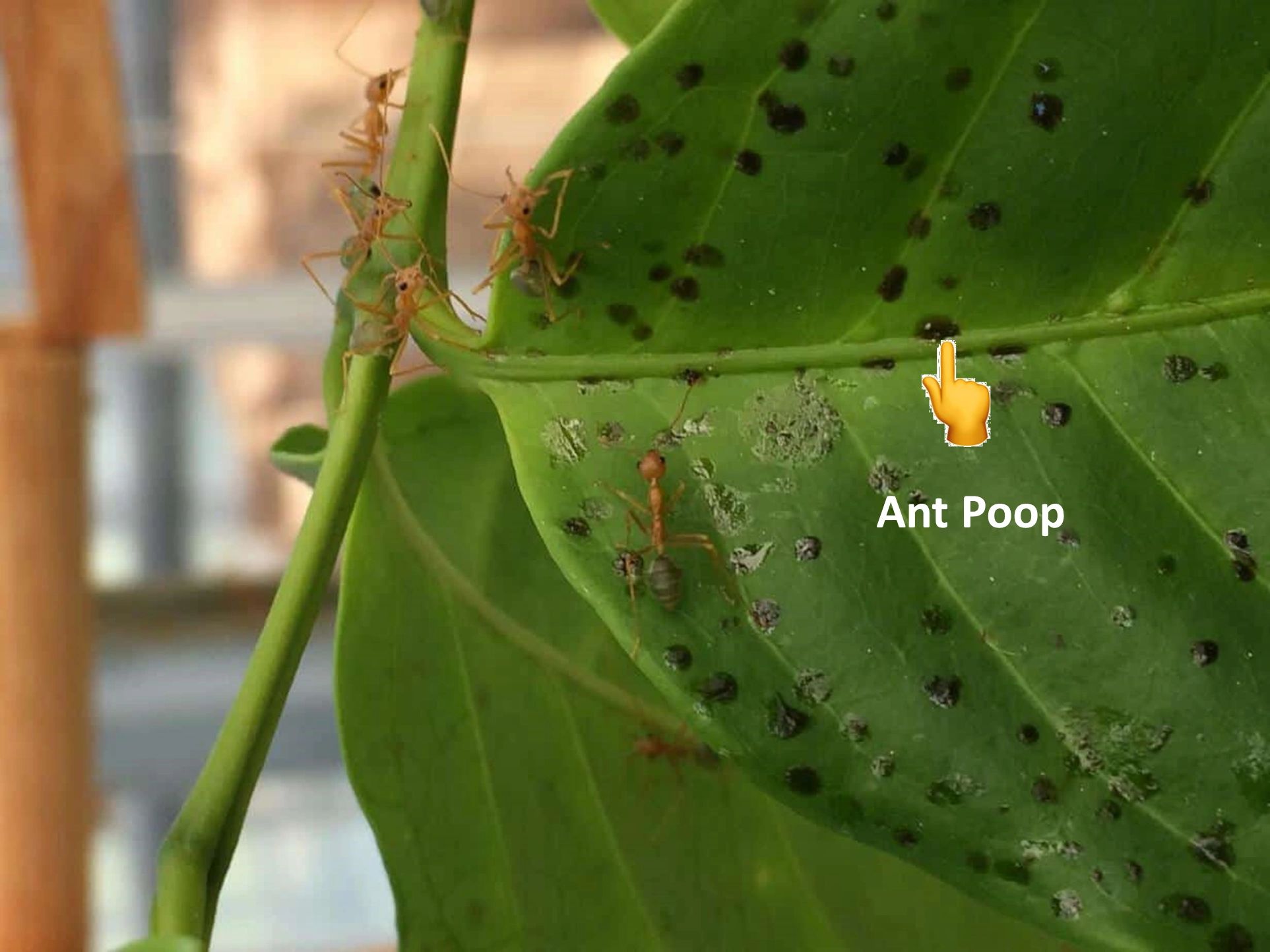 Ant poop nourishes plants Is in the making?